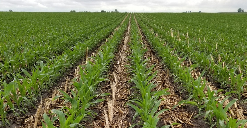 young corn growing in field
