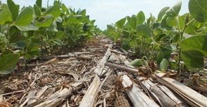 Soybeans planted into corn crop residue. 