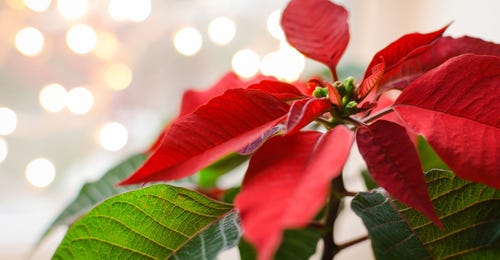 Close up of a poinsettia with Christmas lights in background