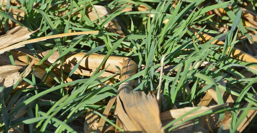 rye cover crop grows through corn stubble