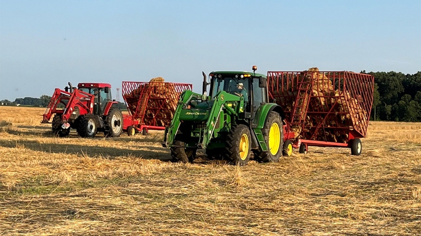 Tractors loaded with wheat straw bales