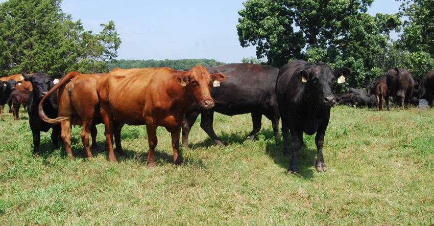 beef cattle in a field