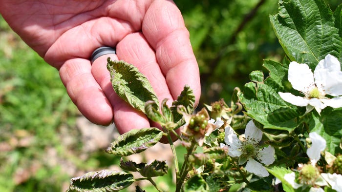 Hand stretched out holding a blackberry leaf that is curled from the impact of pesticide spray drift.
