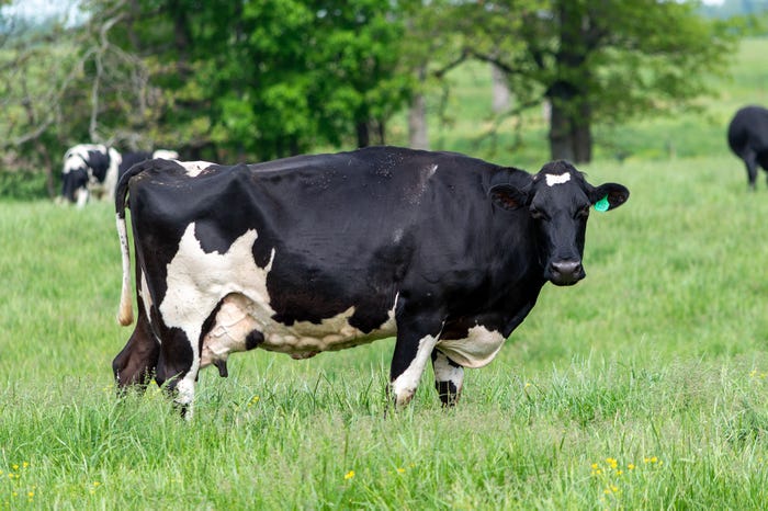 A Holstein cow grazing in a grassy pasture