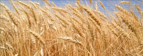 new_hard_red_winter_wheat_varieties_available_plant_fall_2017_1_636061970714913804.jpg