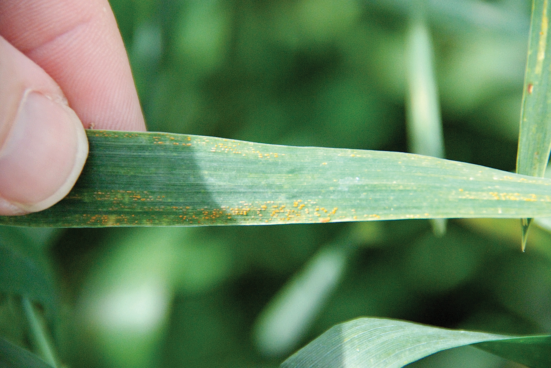 Choose Winter Wheat Varieties With Tolerance To Leaf And Stripe Rust 3630