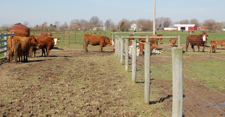 cows on pasture