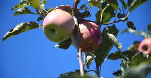 DFP-RonSmith-apple-picking.jpg