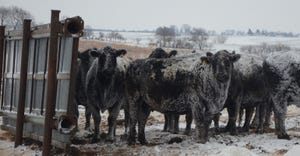 Beef cattle in snow covered pasture