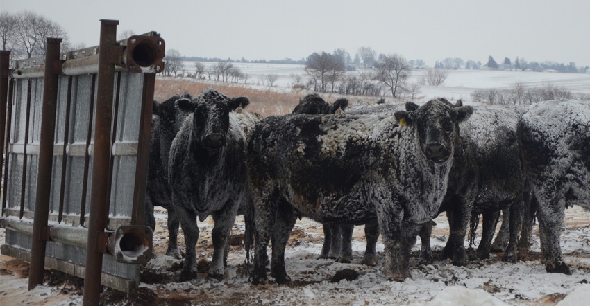 Beef cattle in snow covered pasture Beef cattle in snow covered pasture
