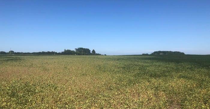 soybean field hurting during drought