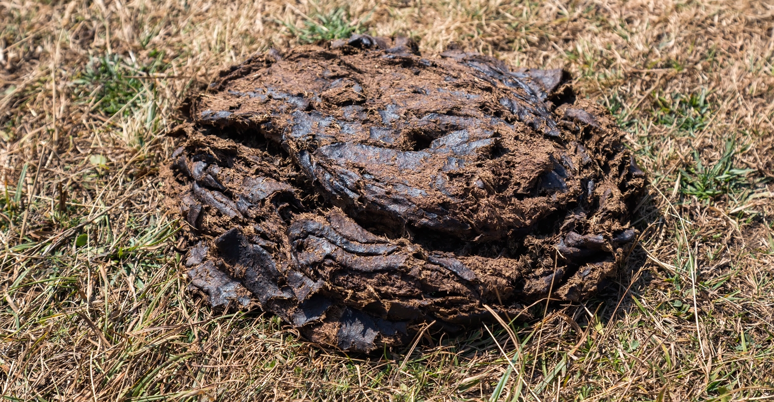 Spot livestock problems early by checking manure daily