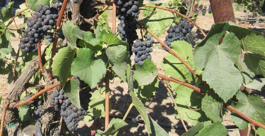 WFP-hearden-wine-grapes.JPG