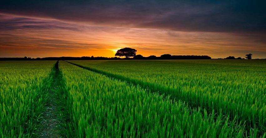 Rice Sunset 300x225-1540x800.jpg Rice Sunset 300x225-1540x800.jpg