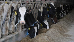 Dairy cows at feed bunk