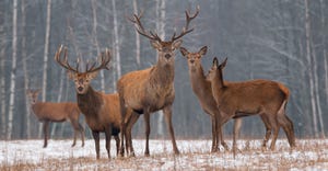 group of deer standing alert in woods