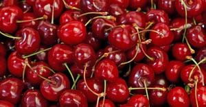 closeup of ripe red cherries