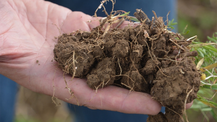 A close-up of a hand holding a mound of soil with roots