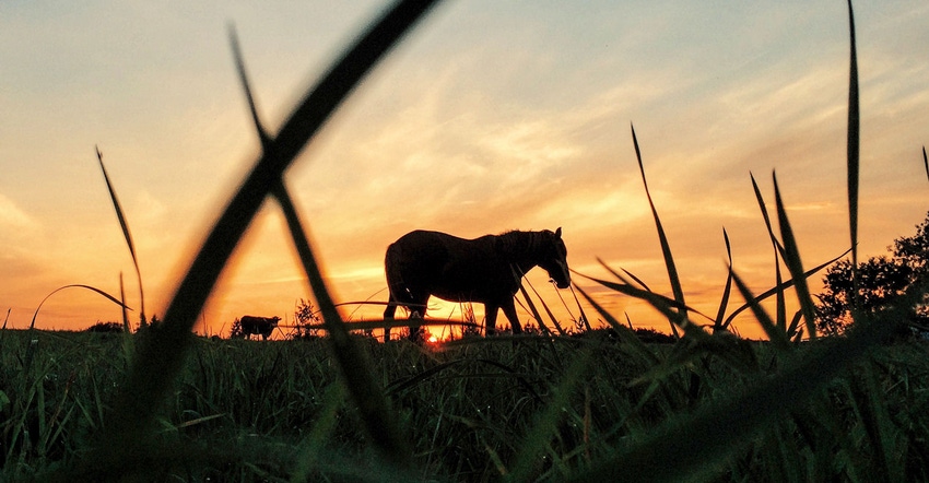 horses-Victor Vysotsky-ThinkstockPhotos-943338338.jpg