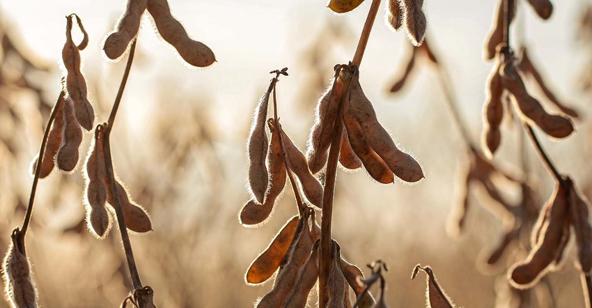 dry soybeans in field before harvest 