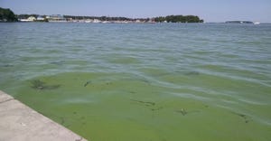 Algal bloom at Stone Lab in Lake Erie