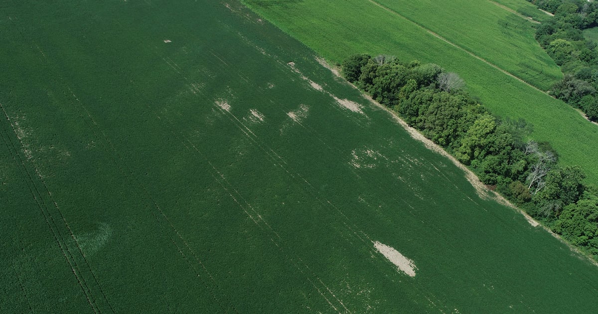 Great year to identify tile lines, make tiling decisions