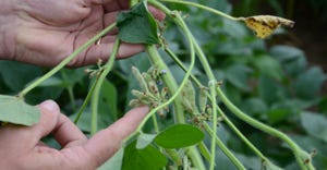soybean plant producing multiple flowers and pods at each node