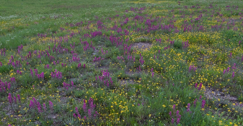 This Purple Paintbrush and Spreading Bladderpod was photographed at the Idabel airport prairie in Oklahoma.