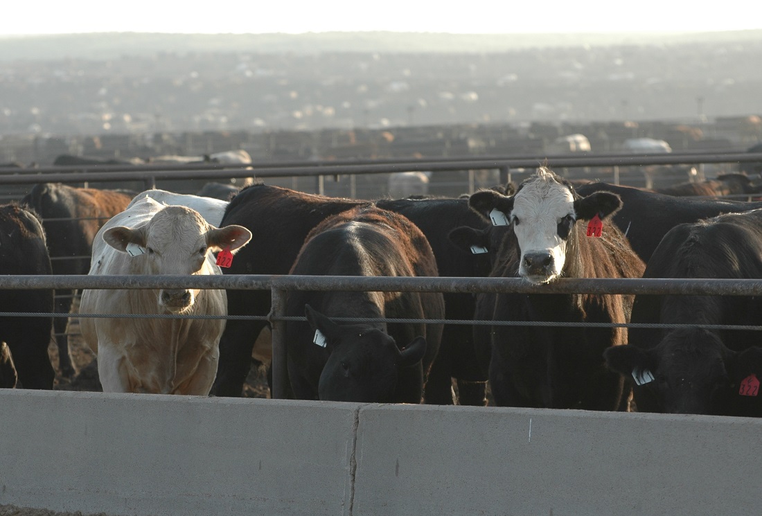 Cattle on feed report shows US herd still growing