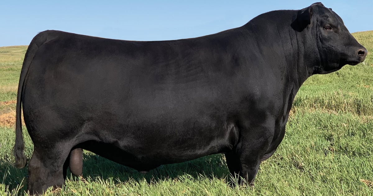 See record-setting bull at show