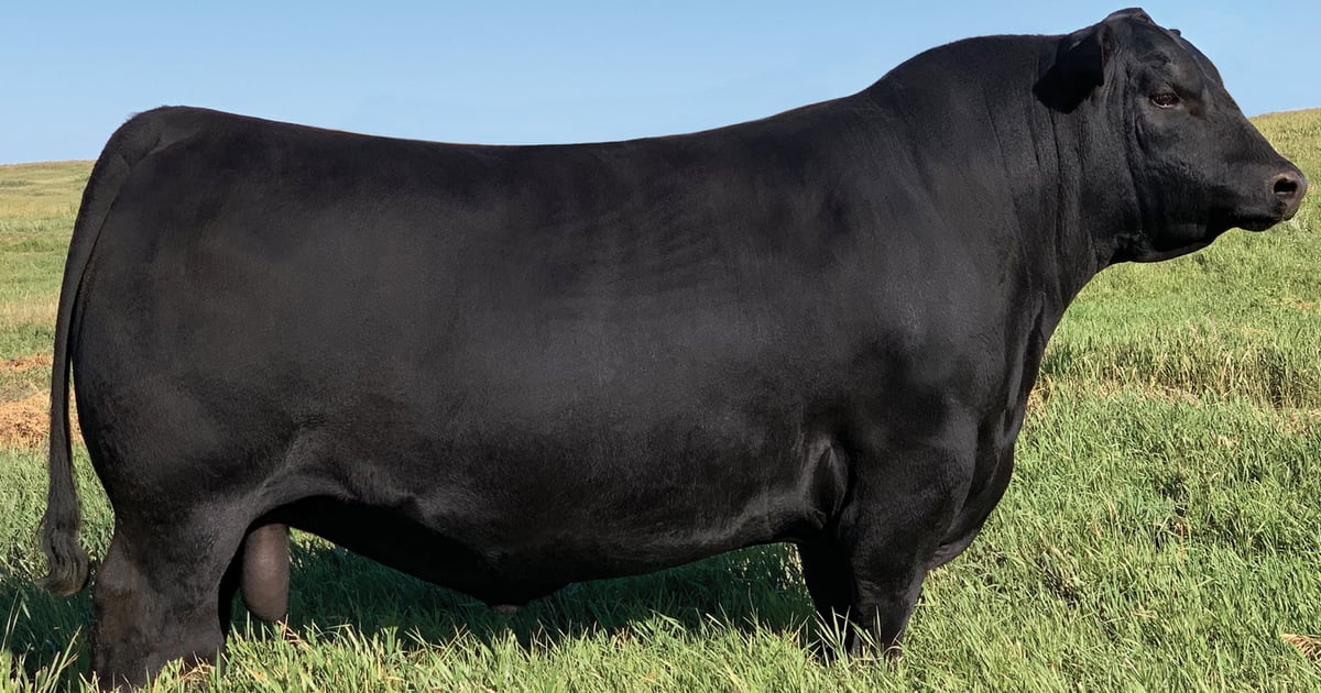 Bull Record Example See record-setting bull at show