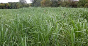 Closeup of a field of giant miscanthus