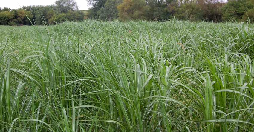 Closeup of a field of giant miscanthus