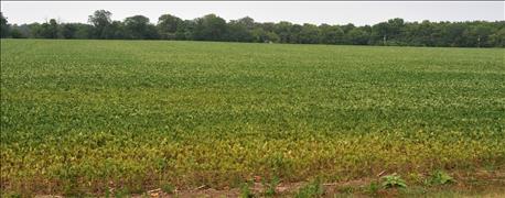 watch_challenges_soybeans_live_dry_pocket_1_636054023455291675.jpg