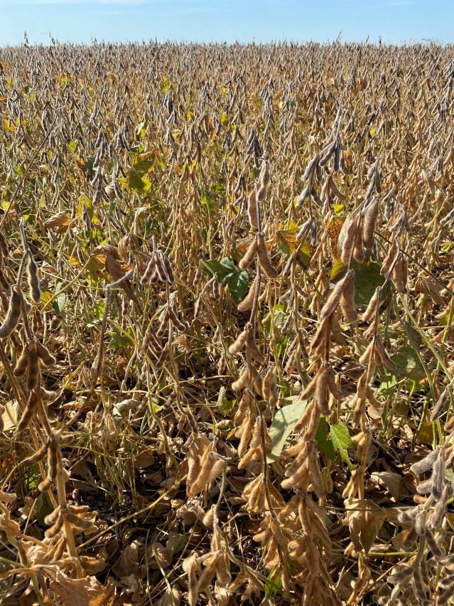 10-04-22 soybean_with_green_leaves.jpg