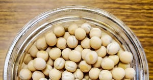 A close up photograph of ND Dawn Yellow Peas in a bowl