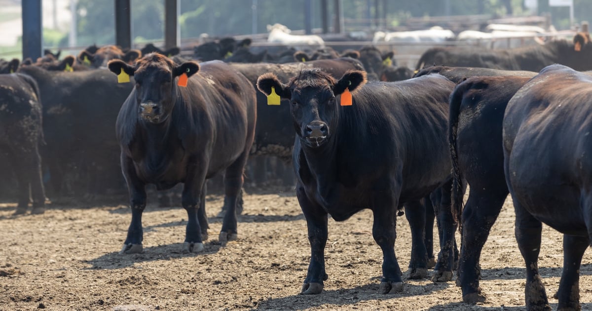 Beef processing capacity shrinks as industry faces losses