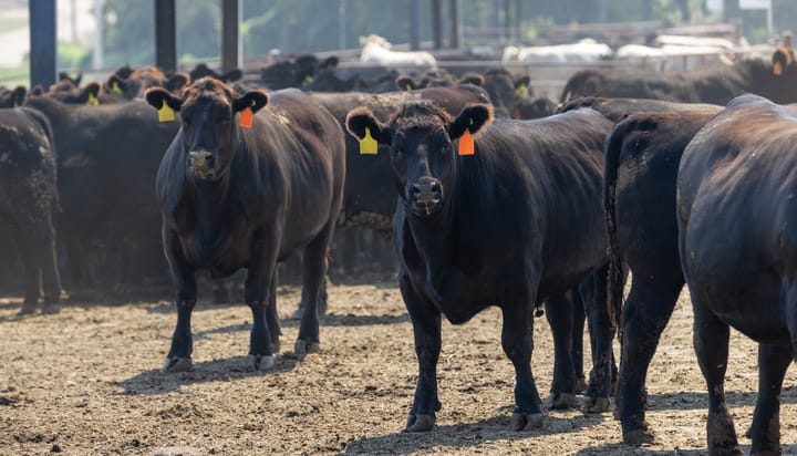 Beef processing capacity shrinks as industry faces losses