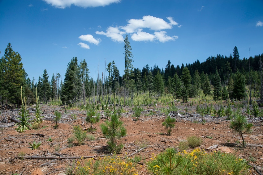 reforestation-after-wildfire-GettyImages-516149425.jpg