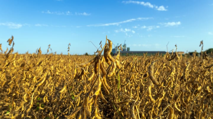 Crop Progress: Soybean harvest takes a sluggish step forward