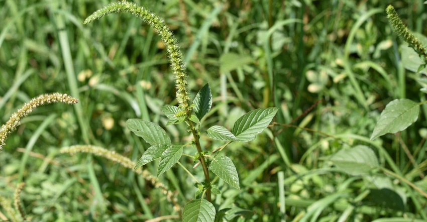 Palmer amaranth plant Palmer amaranth plant