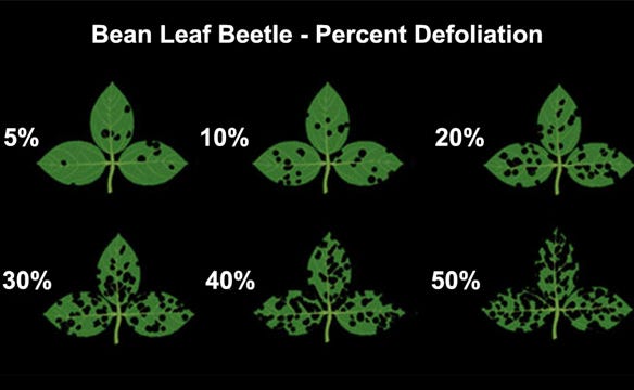 Soybean defoliation diagram percentages