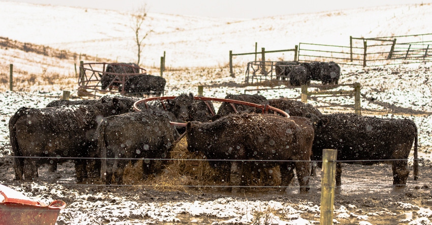 Angus cattle standing in mud, gathered around a hay ring during a a snow storm 