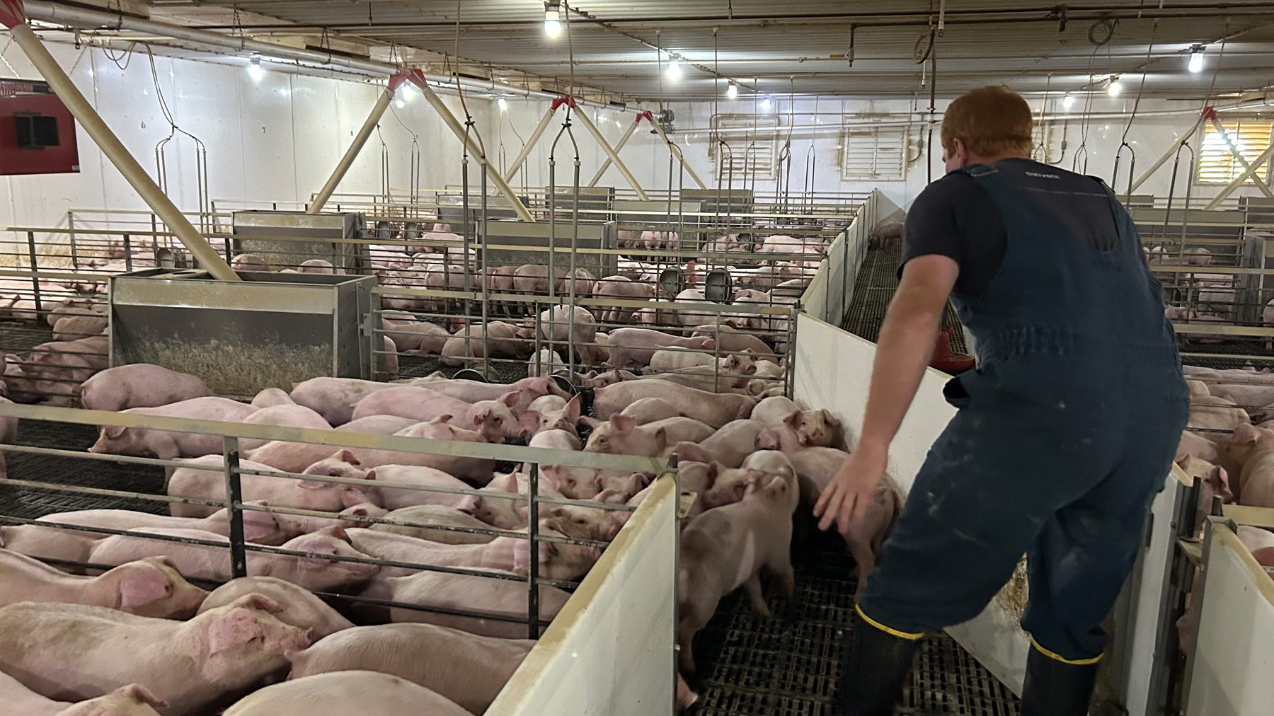 Adam Krause working in a hog building