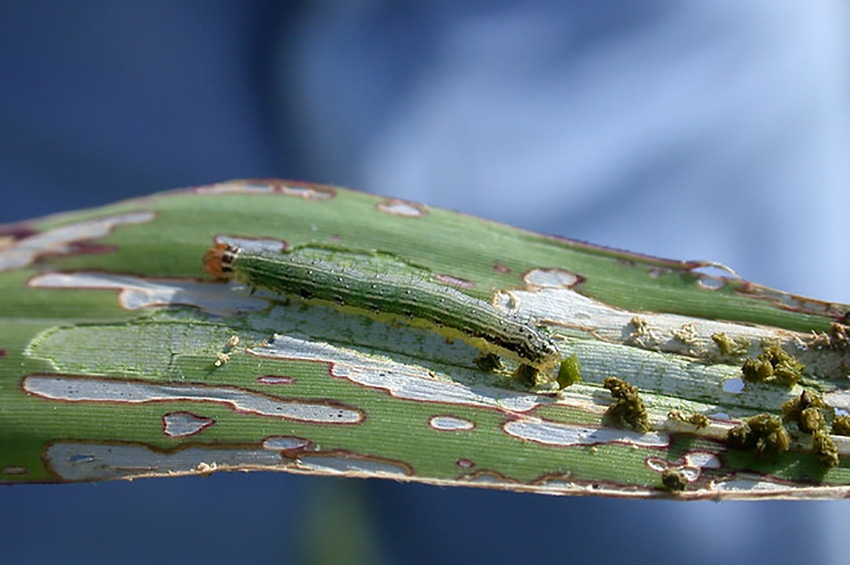 armyworm-johnjennings.jpg armyworm-johnjennings.jpg