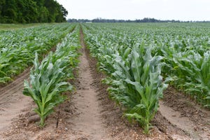 dfp-cornfields-birelandeditedwPS.jpg