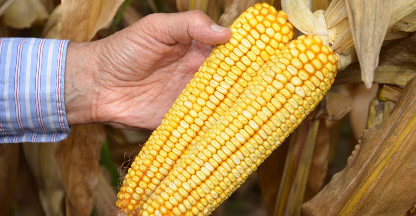 hand holding 2 ears of corn, shucked