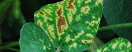 protection_soybean_disease_even_before_planting_1_635941558338936759.jpg