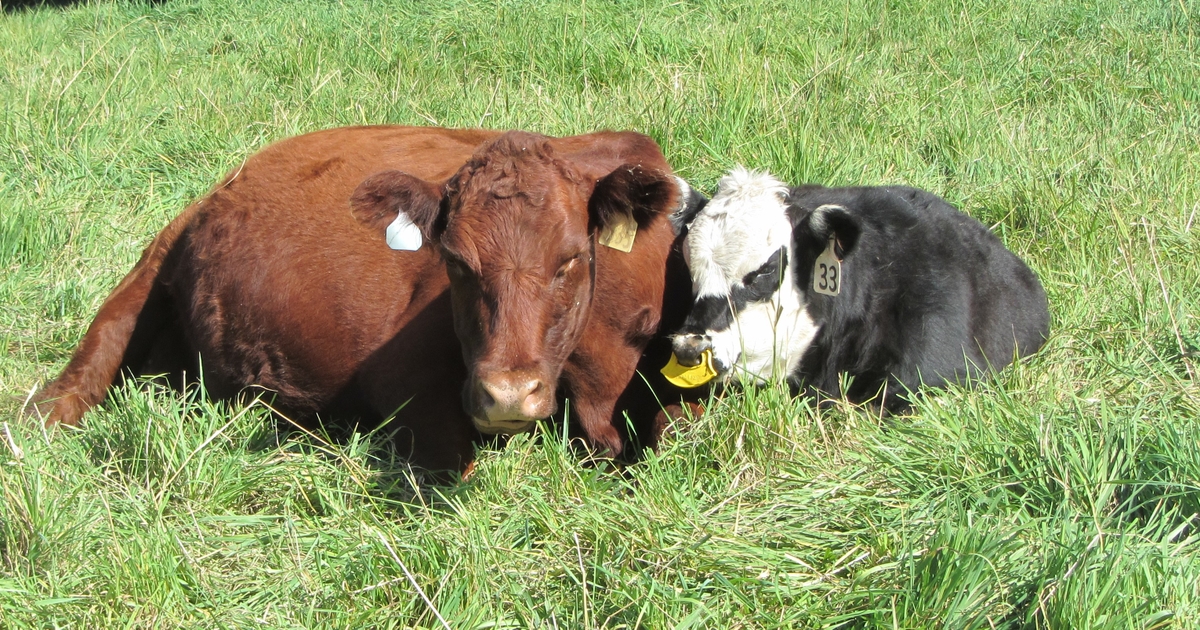 Some ranchers use nose flaps for lowstress weaning