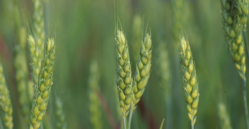 Closeup of wheat Closeup of wheat